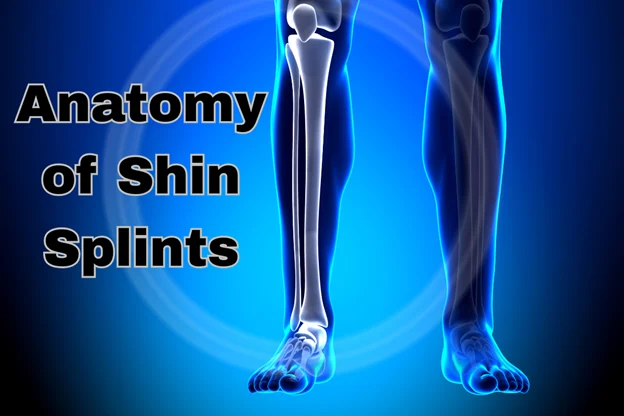 Anatomy Involved in Shin Splints Burlington Sports Injury Rehabilitation