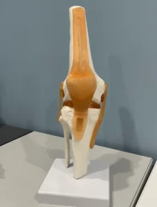 Knee joint model with ligaments and tendons